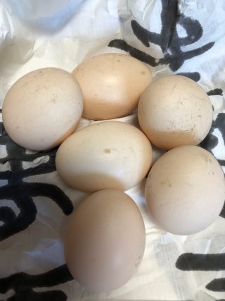 烏骨鶏の卵